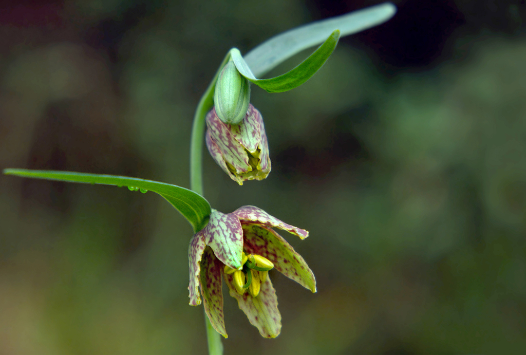 Mission bells (Wildflowers of Bouverie Preserve of ACR) · iNaturalist