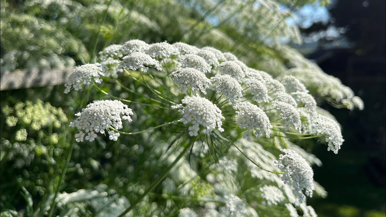 Harvesting Umbellifers Ammi majus and Wild Carrot