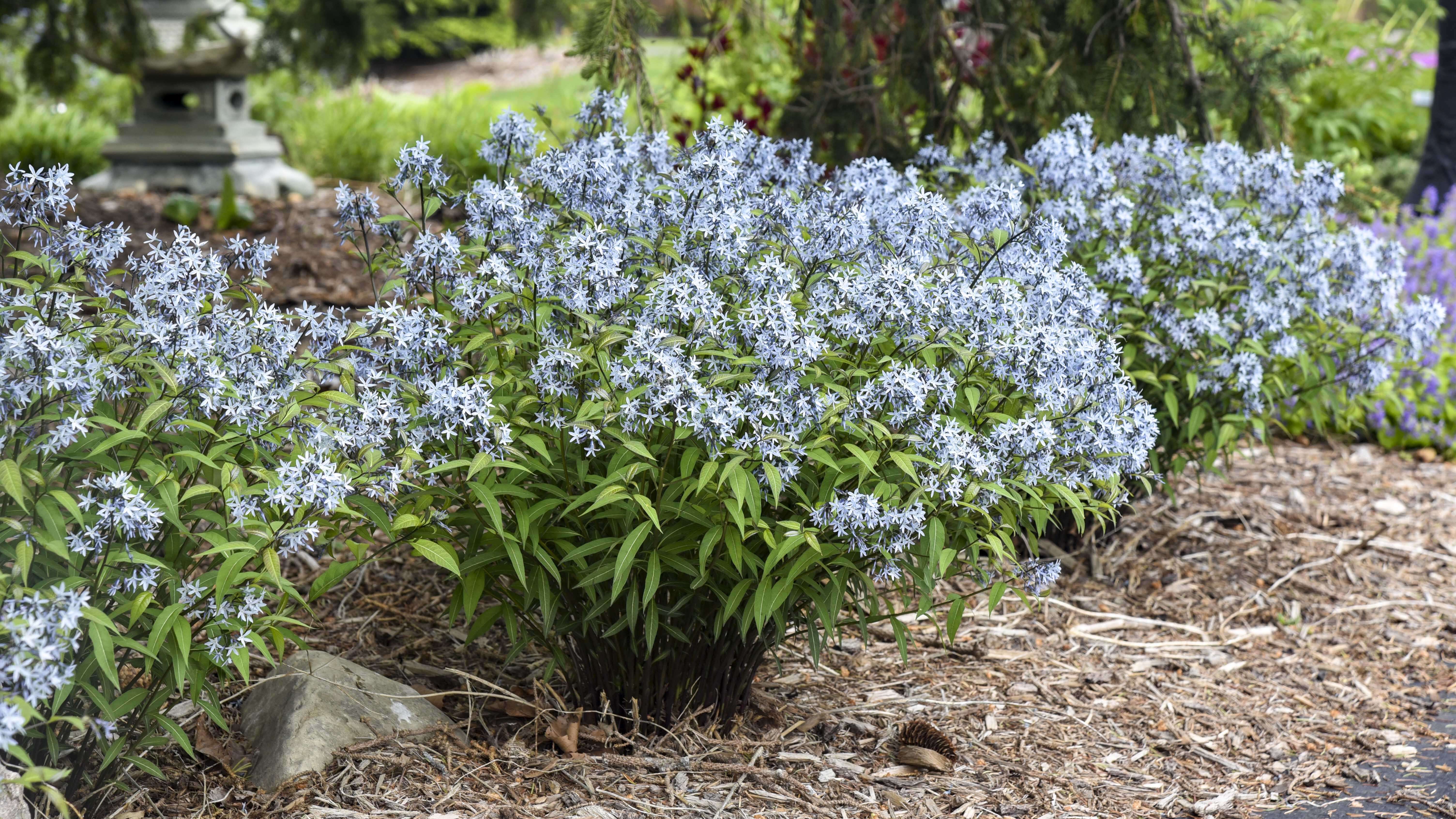 Amsonia 'String Theory' PP34419 CPBRAF | Walters Gardens, Inc.