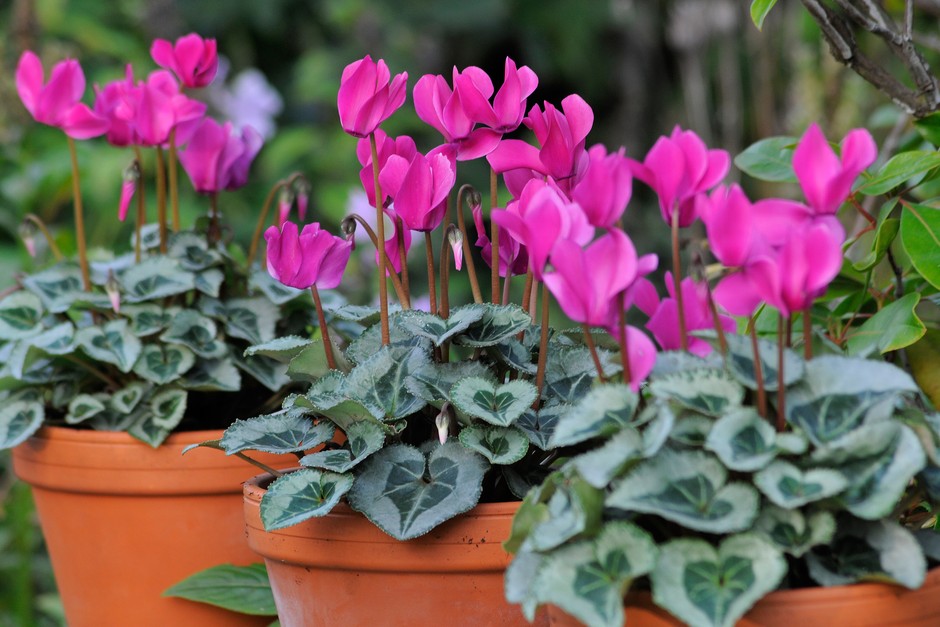 Cyclamen Care: Plant, Grow and Care For Cyclamen | BBC Gardeners World  Magazine