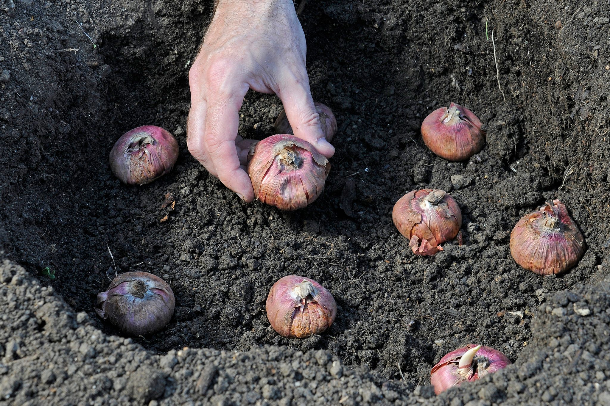 How to Grow Gladioli | BBC Gardeners World Magazine