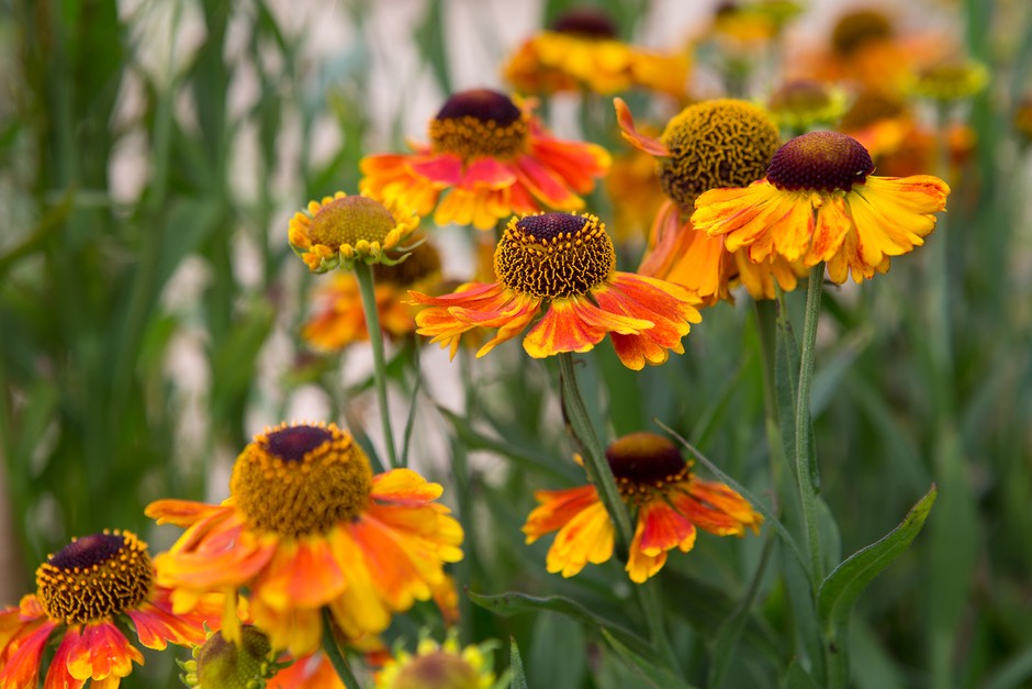 How To Grow Heleniums | BBC Gardeners World Magazine