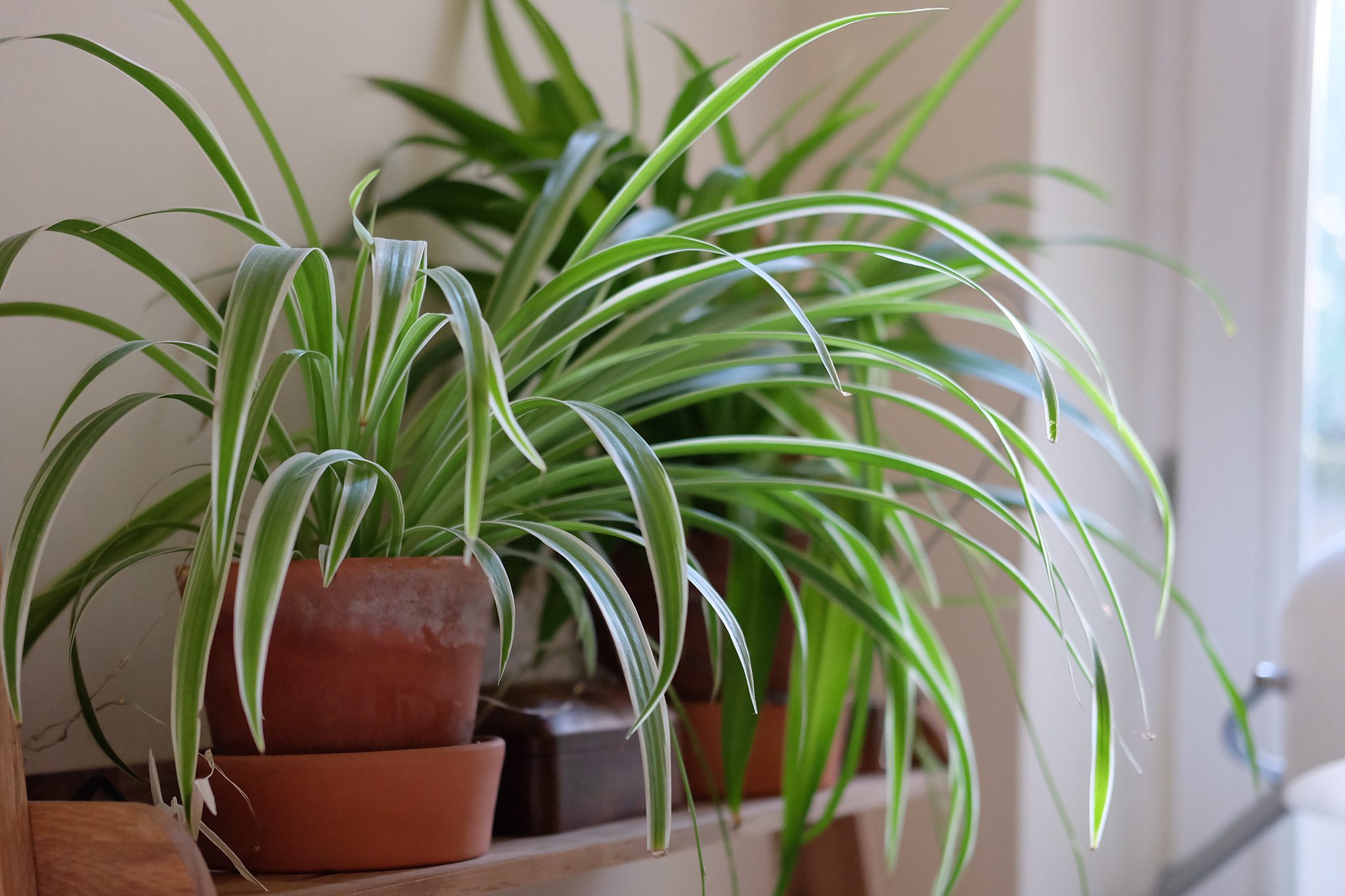 How to Care for a Spider Plant | BBC Gardeners World Magazine