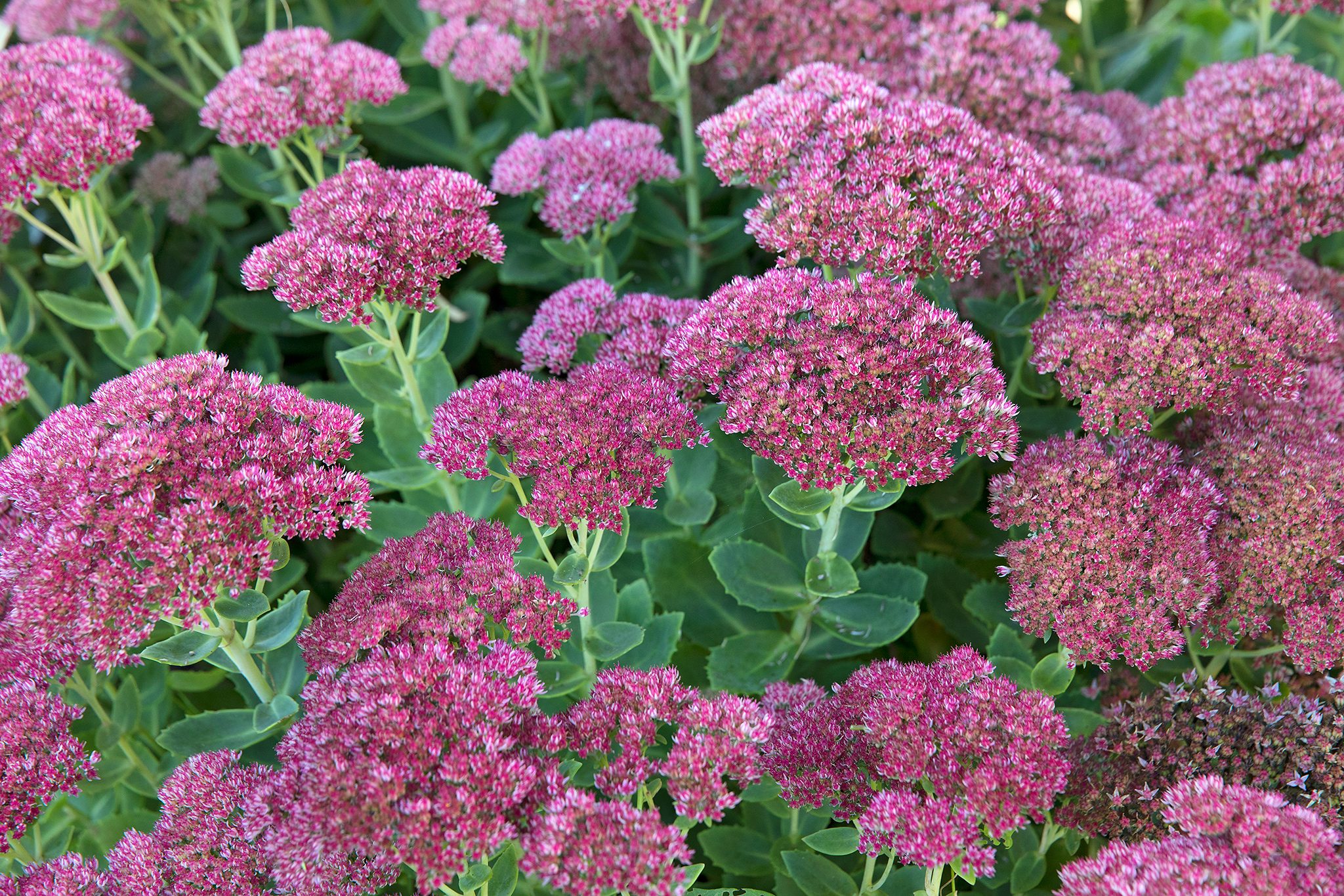 Sedum (Stonecrop): Grow and Care Guide | BBC Gardeners World Magazine