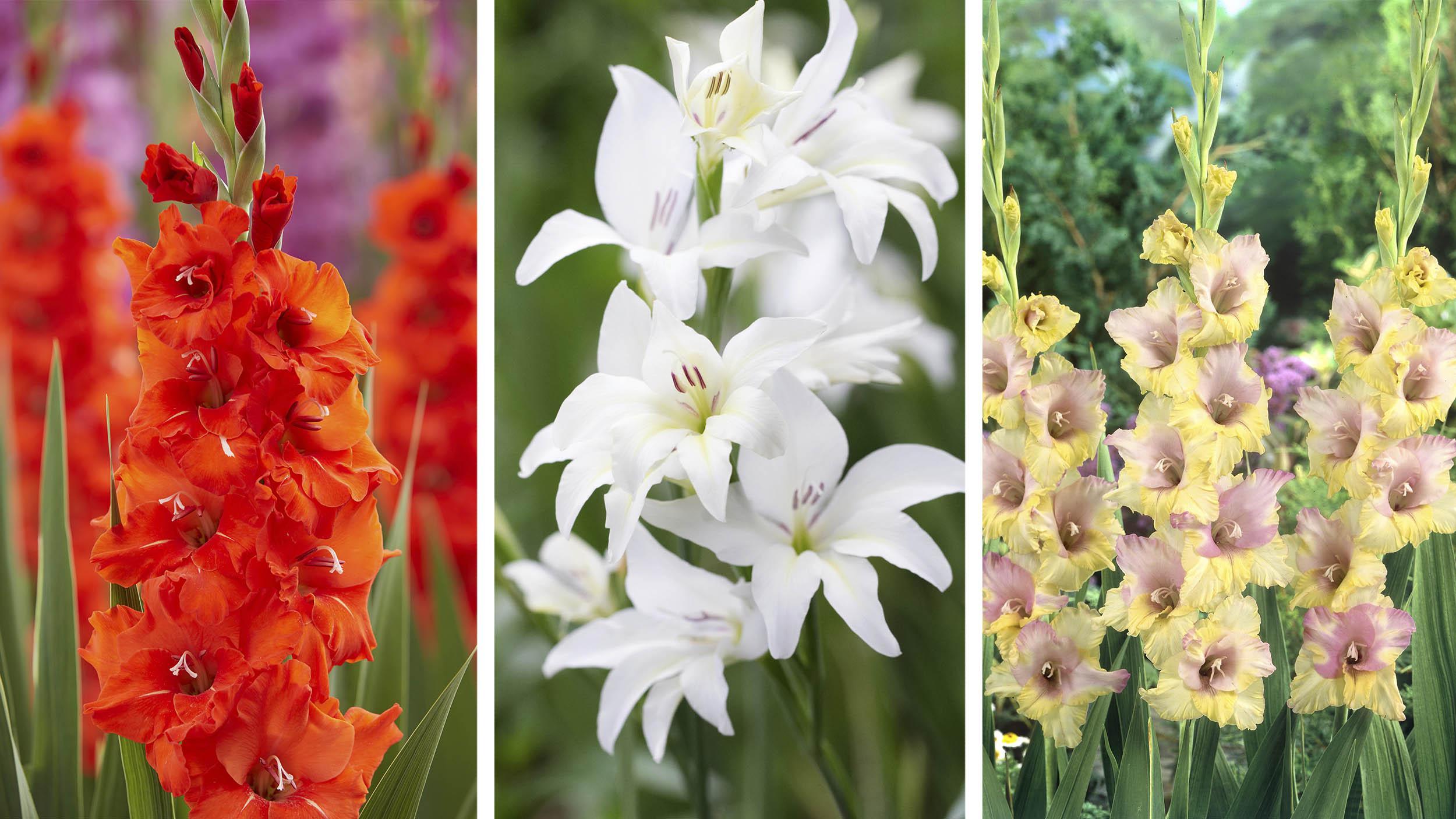 Rachel de Thame on why the 'aggressive' gladiolus is back in fashion