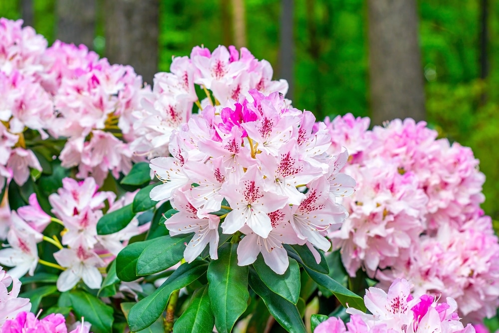 How to grow rhododendrons for wow factor