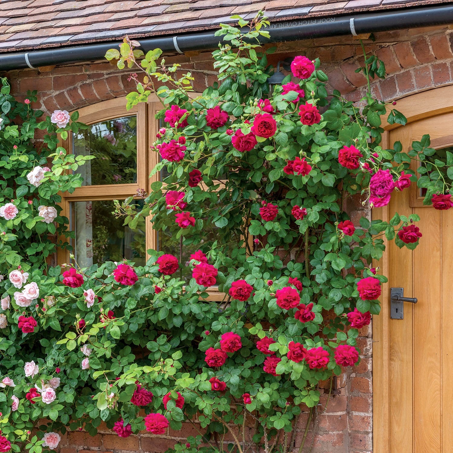 Roses Suitable for Zones 4 to 5 - David Austin Roses