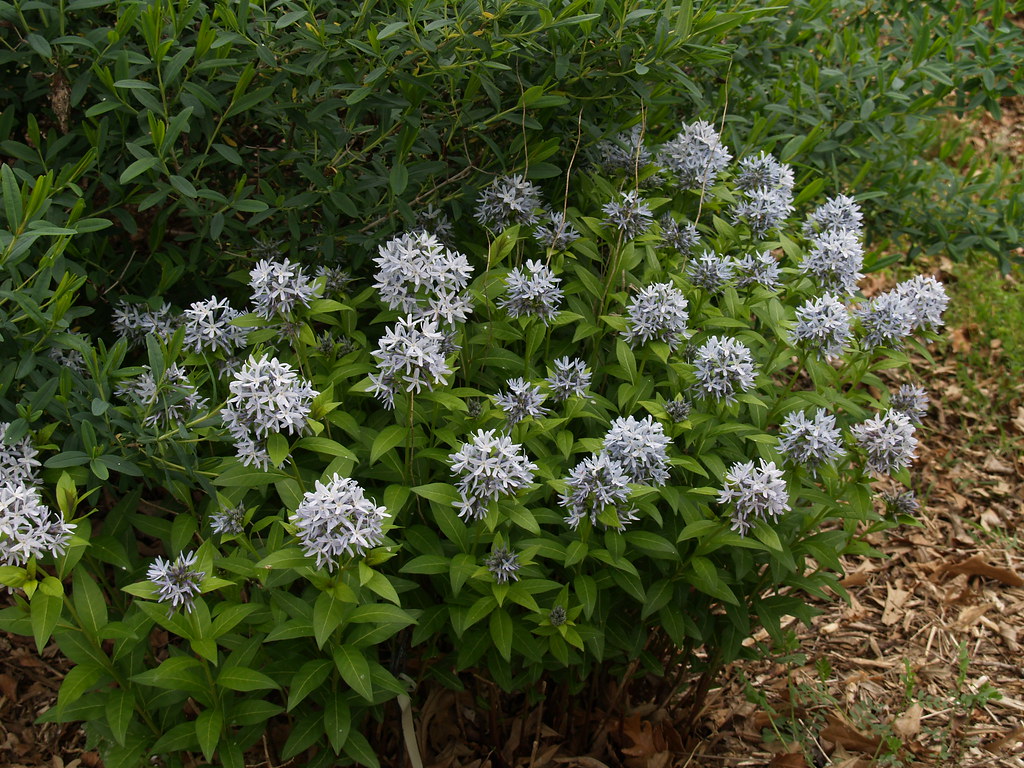 Amsonia montana 'Short Stack' | Jon T. Lindstrom | Flickr