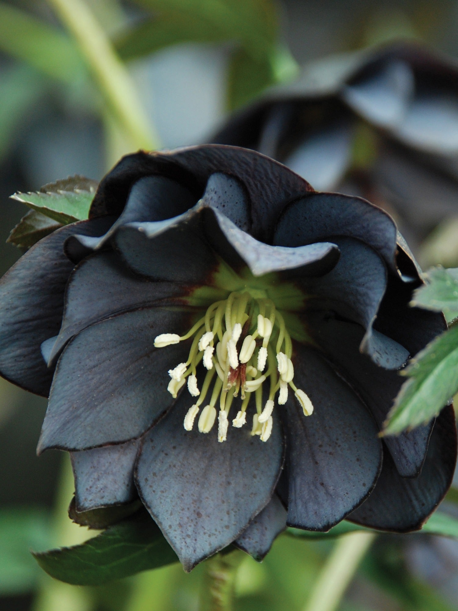 Hellebore, Winter Jewels® Onyx Odyssey - Burpee