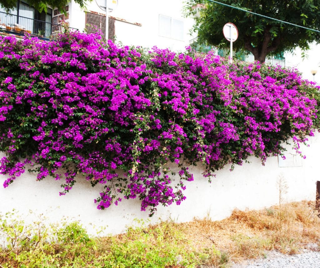 Plant of the Month: Bougainvillea