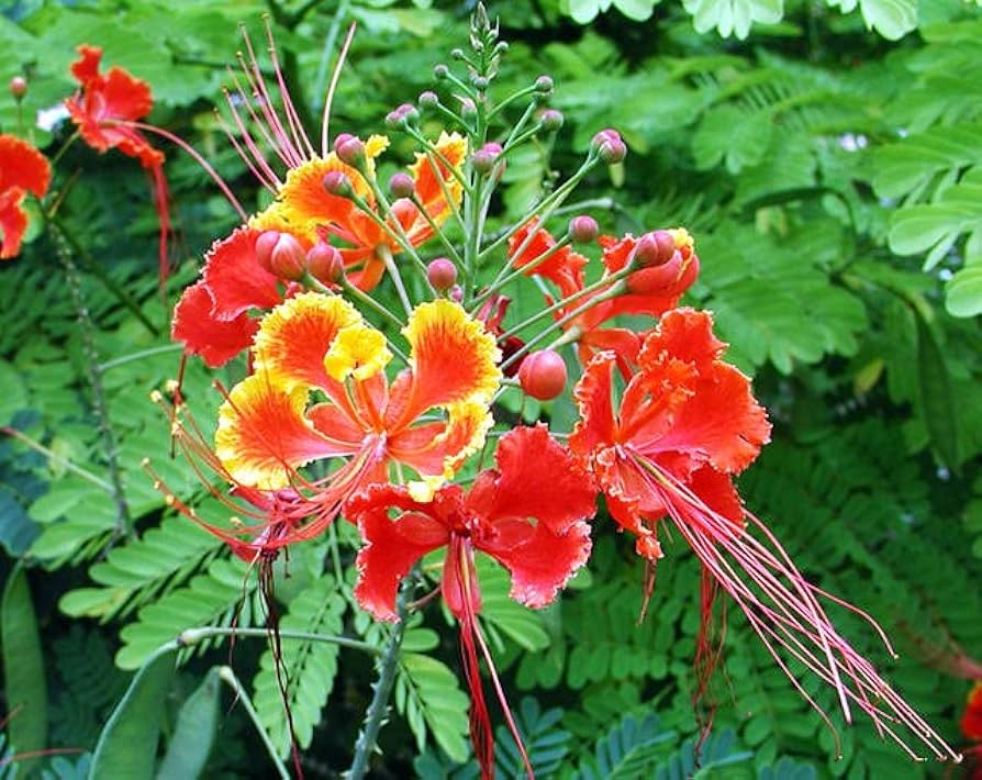 Amazon.com : 10 Red Dwarf Poinciana Seeds, Pride of Barbados Seeds, Bird of  Paradise, Peacock Flower Seeds - 10 Seeds (Caesalpinia pulcherrima VAR.  red) - Pack of 10 Rare and Viable Seeds -