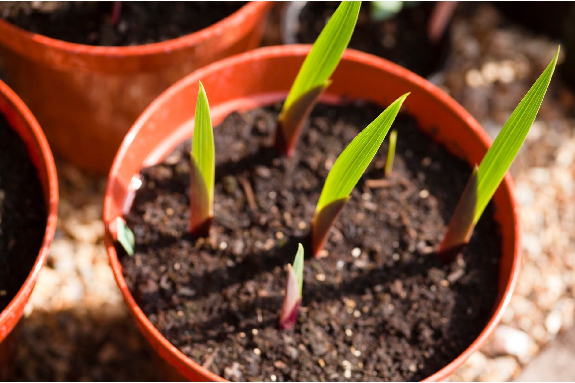 Growing Gladiolus in Containers: A Guide to Planting Gladiolus Bulbs in Pots