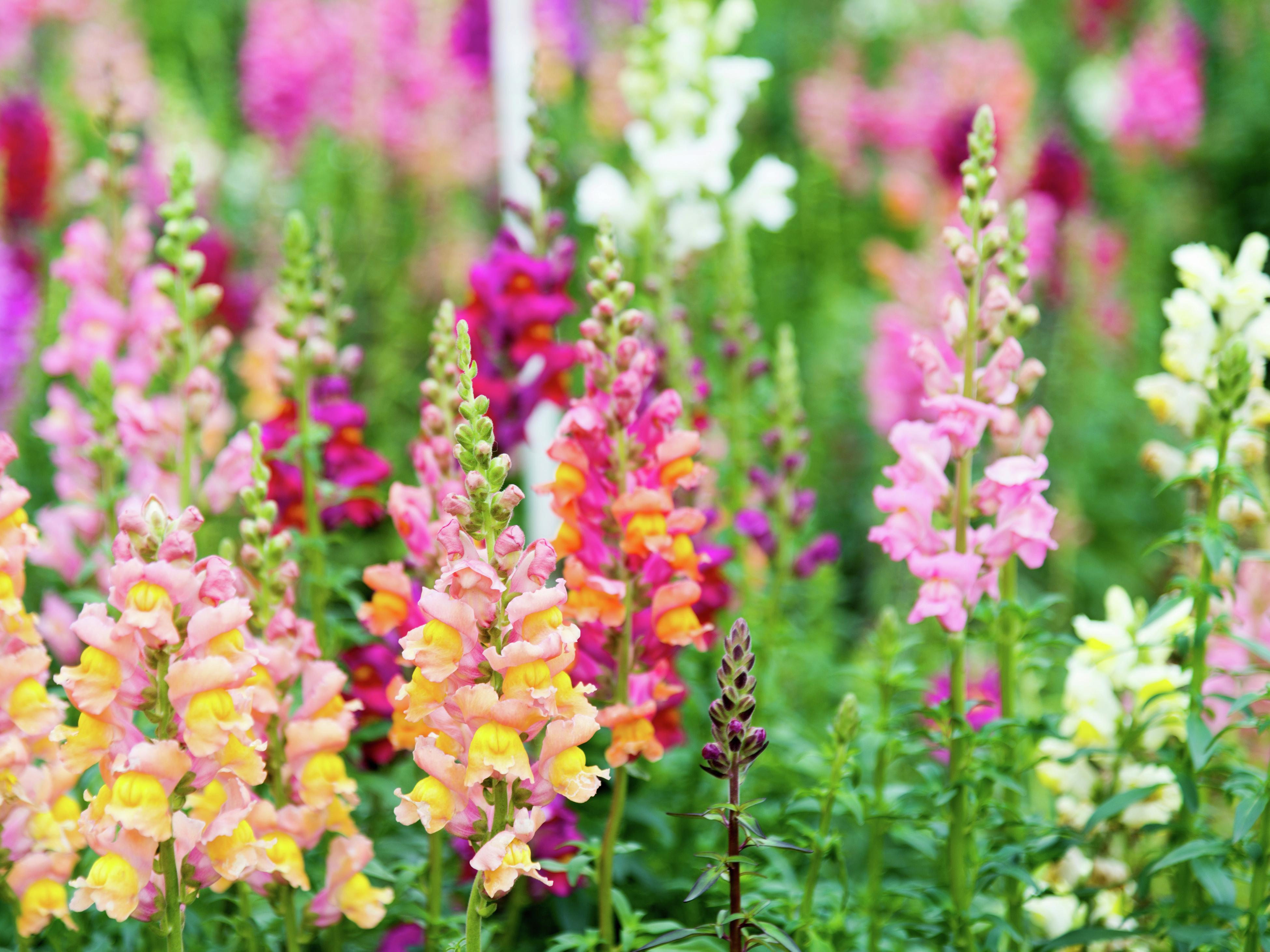 How To Grow And Care For Snapdragons - Bunnings New Zealand