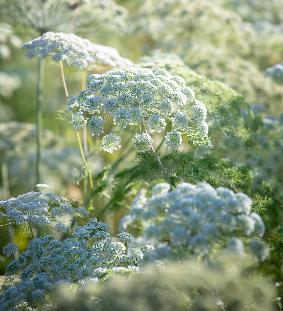 False Queen Anne’s Lace: The Elegant Ammi Flower