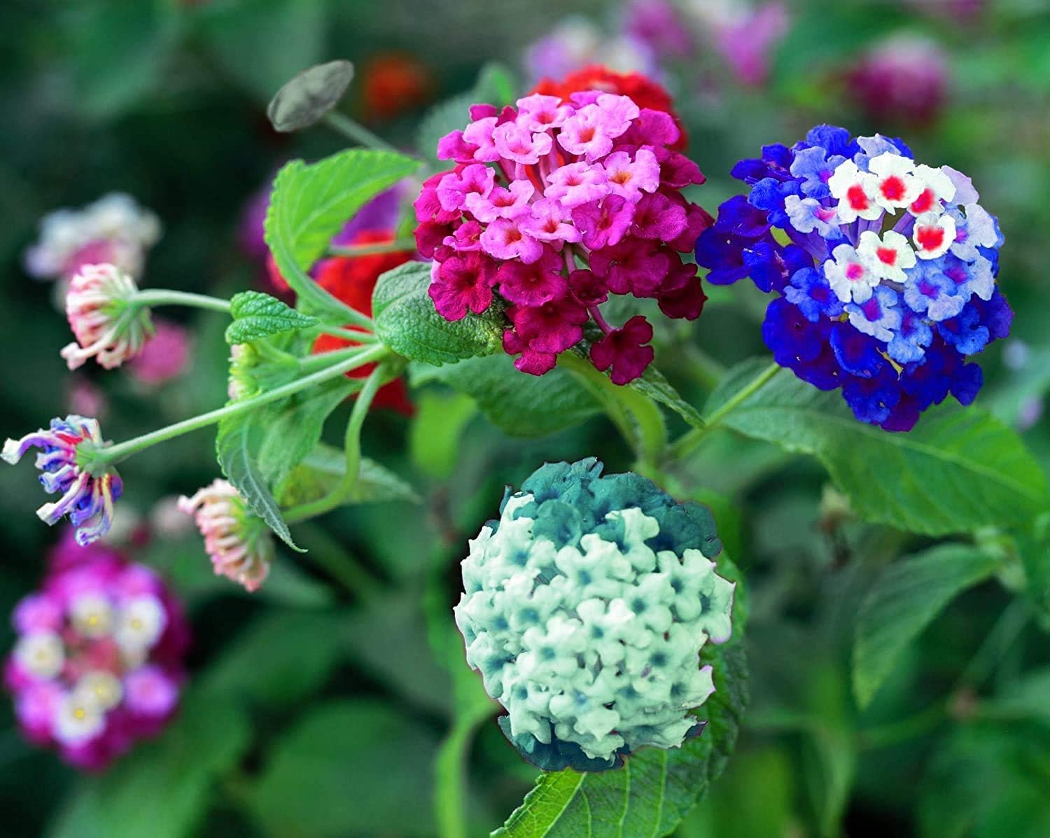 Lantana Flower Seeds for Planting - Mixed Color Flower Seeds to Plant -  Good Butterfly Plant (500 Seeds)