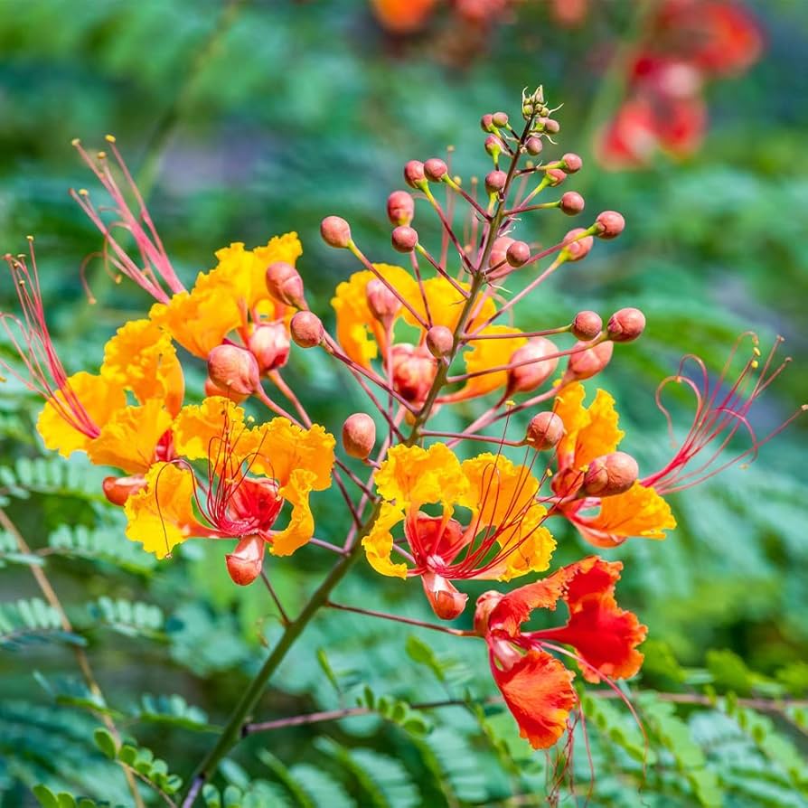 Amazon.com : QAUZUY GARDEN 30 Red Mexican Bird of Paradise Seeds  Caesalpinia Pulcherrima Barbados Peacock Flower Seeds - Fast-Growing &  Attract Pollinators- Showy Flowering Bush Shrub : Patio, Lawn & Garden