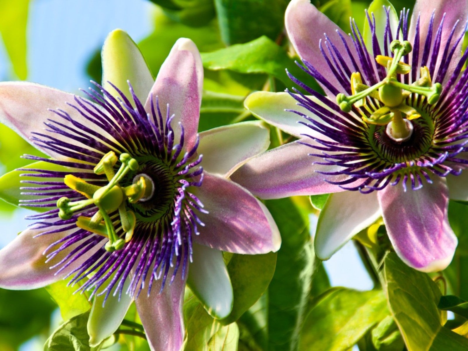 Passion Flower Care: Tips For Growing Passion Flowers | Gardening Know How