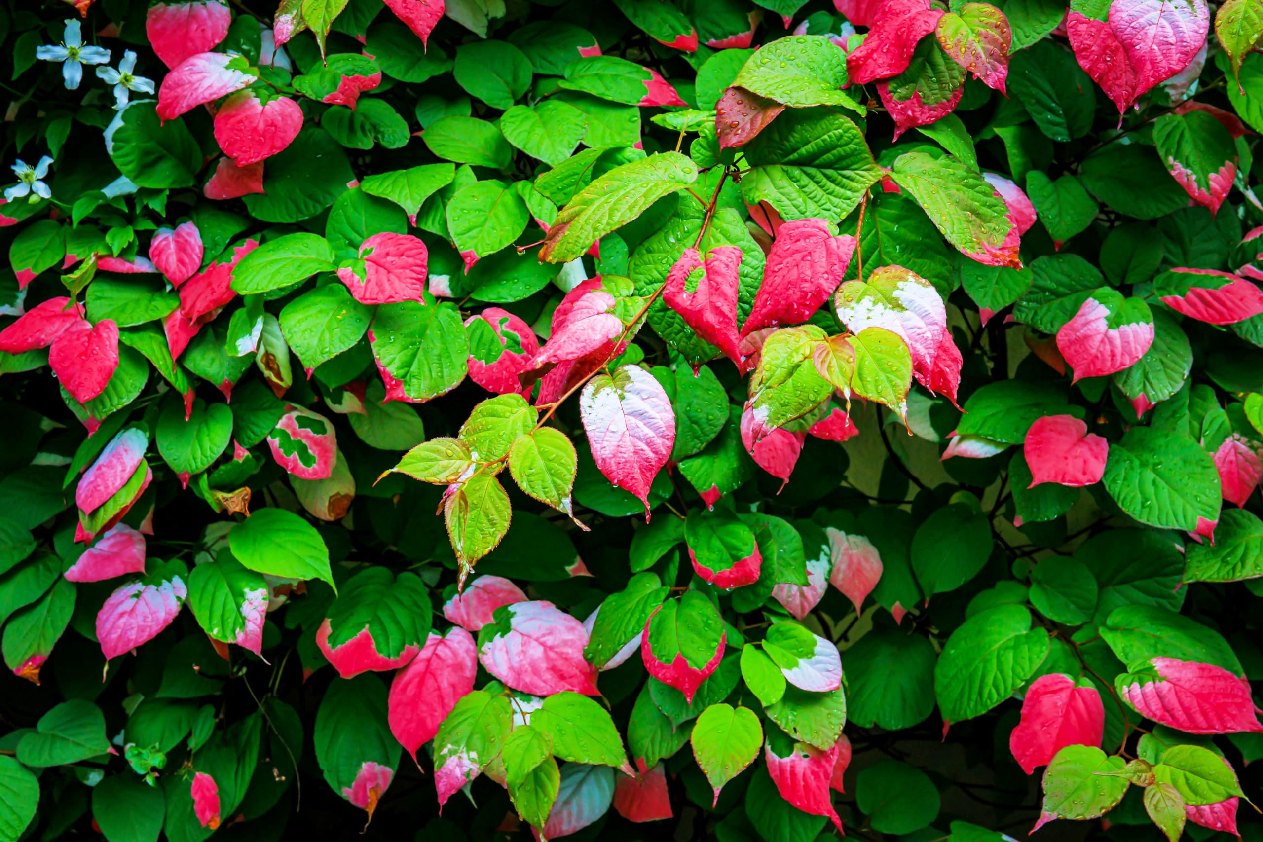 20 Variegated Leaf Hardy Kiwi Vine Seeds - Actinidia kolomikta