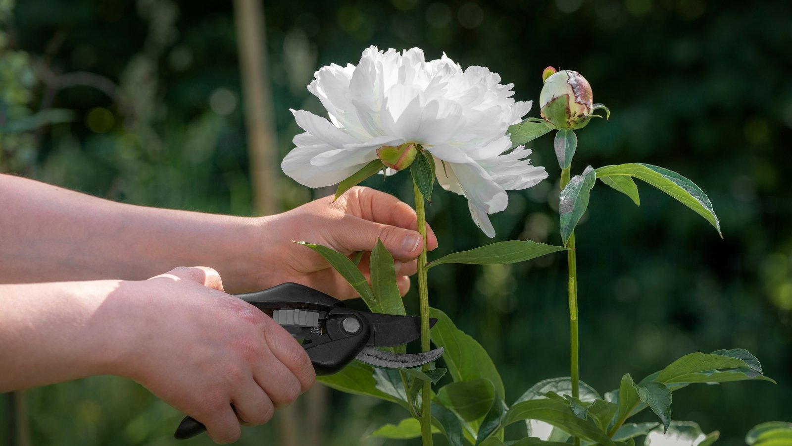 When and How to Cut Back Peonies