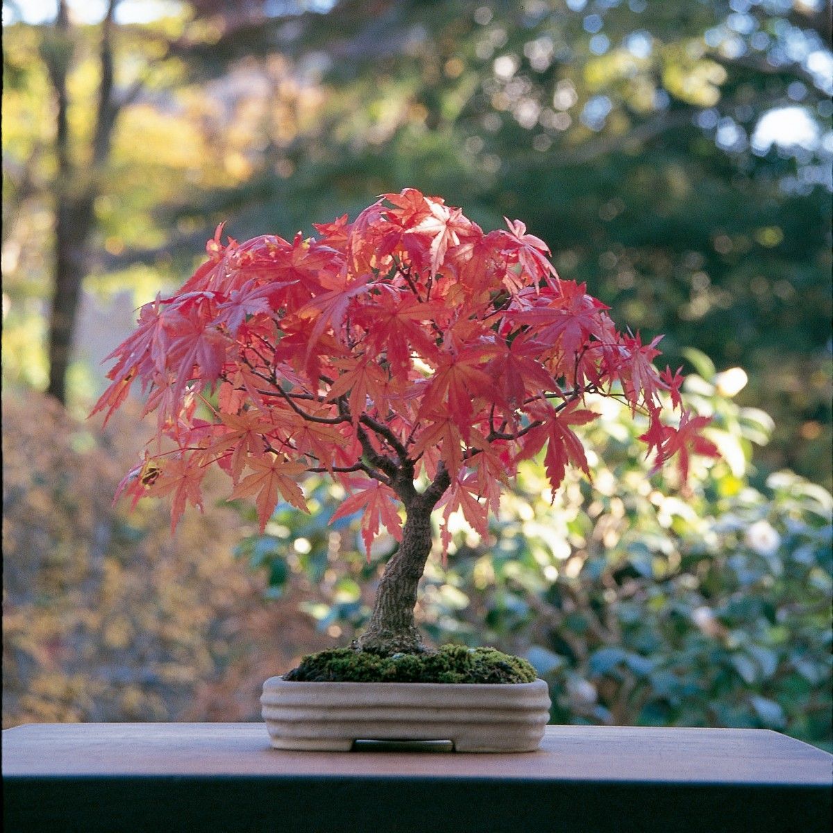 How to care of your maple bonsai and not die trying | Mistral Bonsai