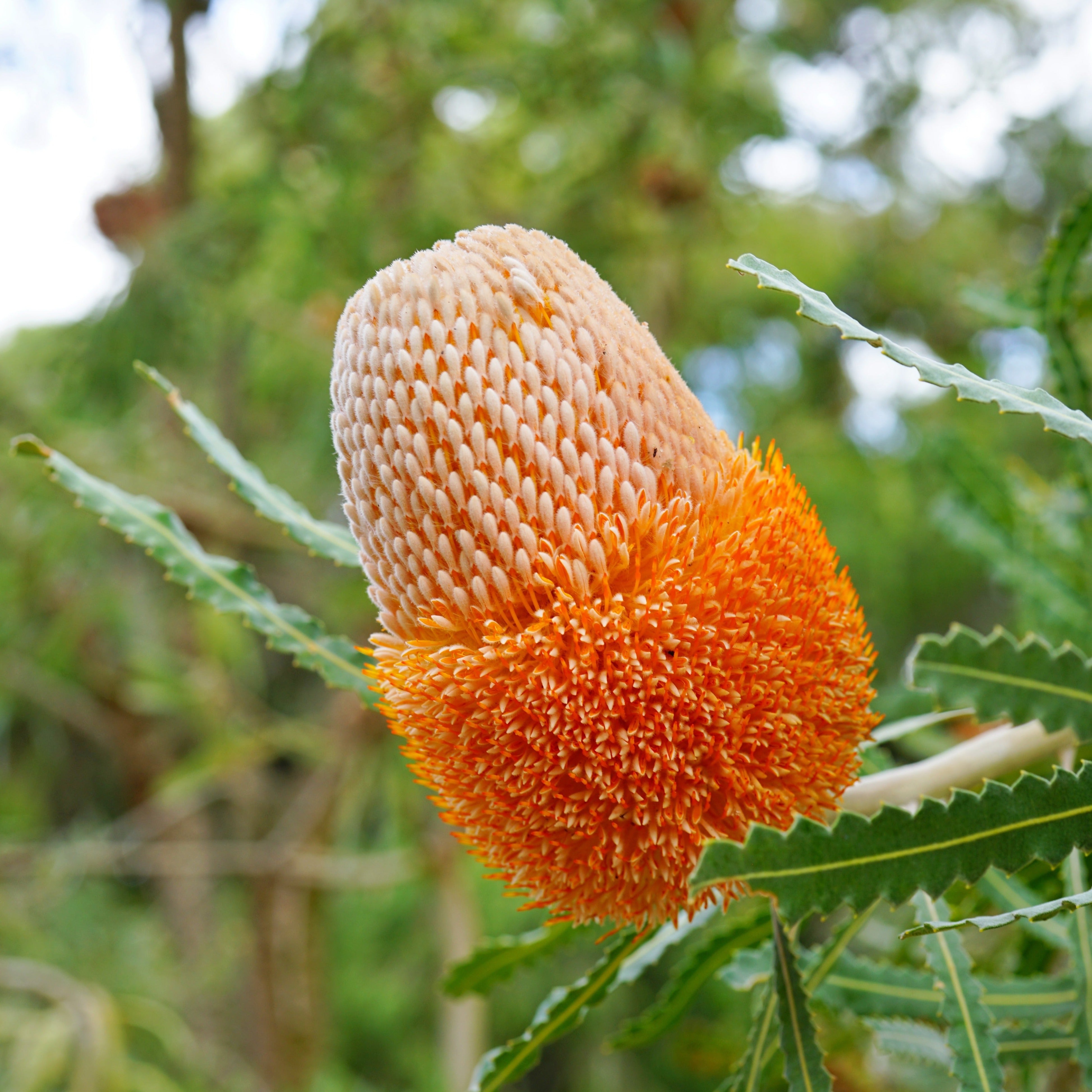 The Art of Growing Banksias: Nurturing Australia’s Native Marvels