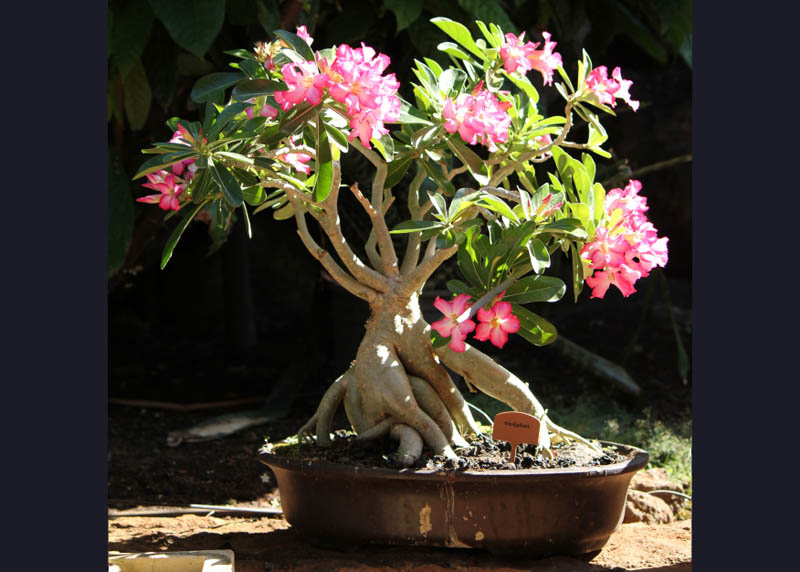 Care guide for the Desert rose Bonsai tree (Adenium obesum) - Bonsai Empire