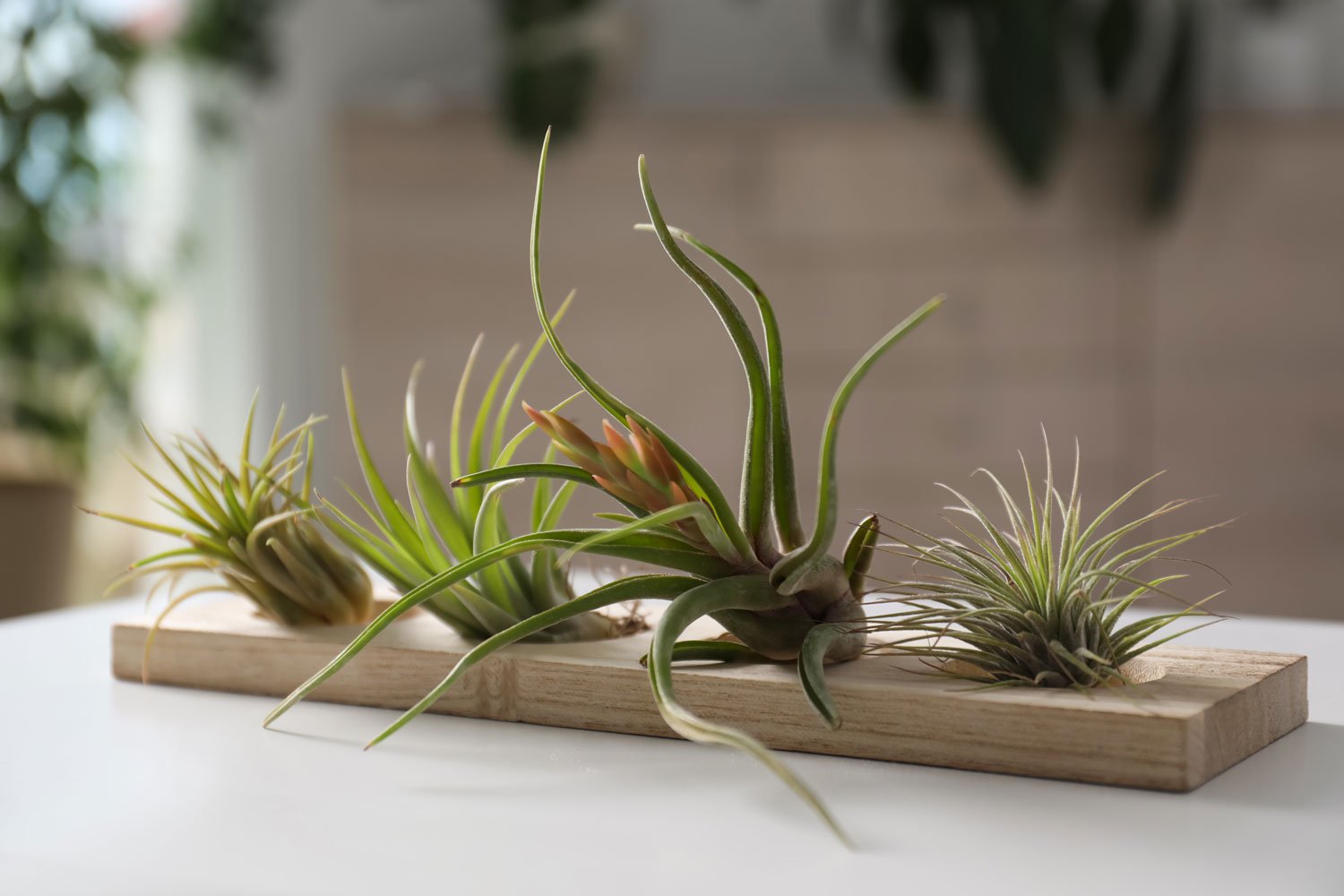 How Care To For Air Plants — Seattle's Favorite Garden Store Since 1924 -  Swansons Nursery