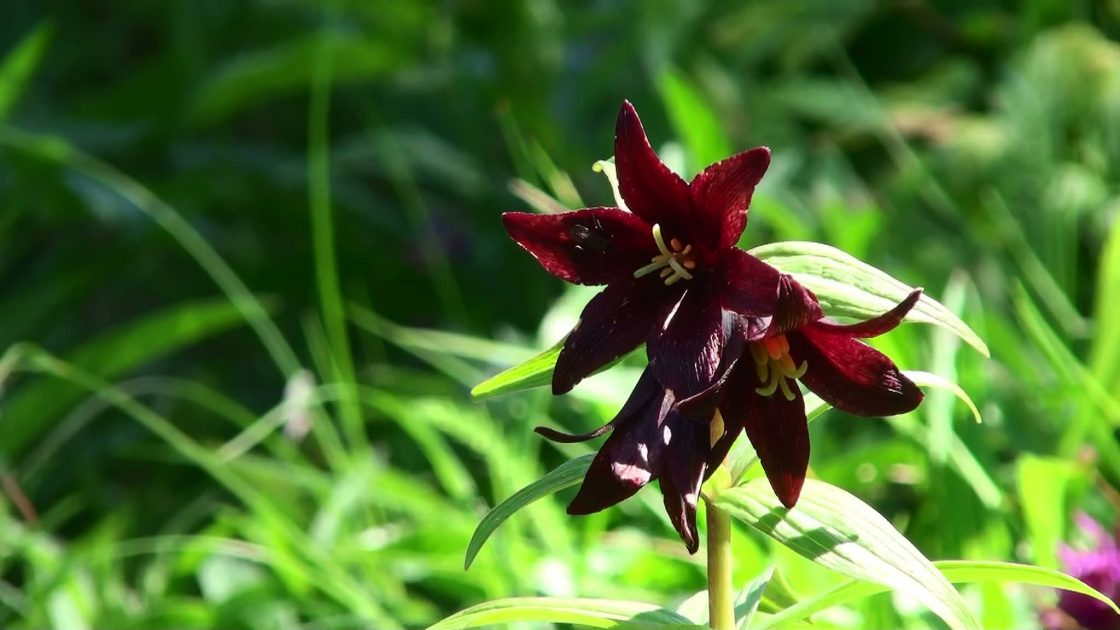 Chocolate Lily | ALASKA.ORG