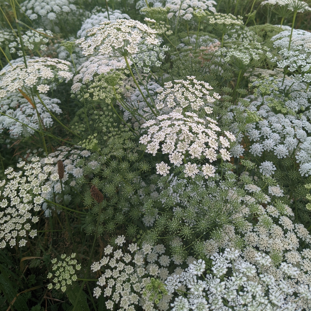 Ammi majus/ Bishop's Flower (Organic) - Vital Seeds