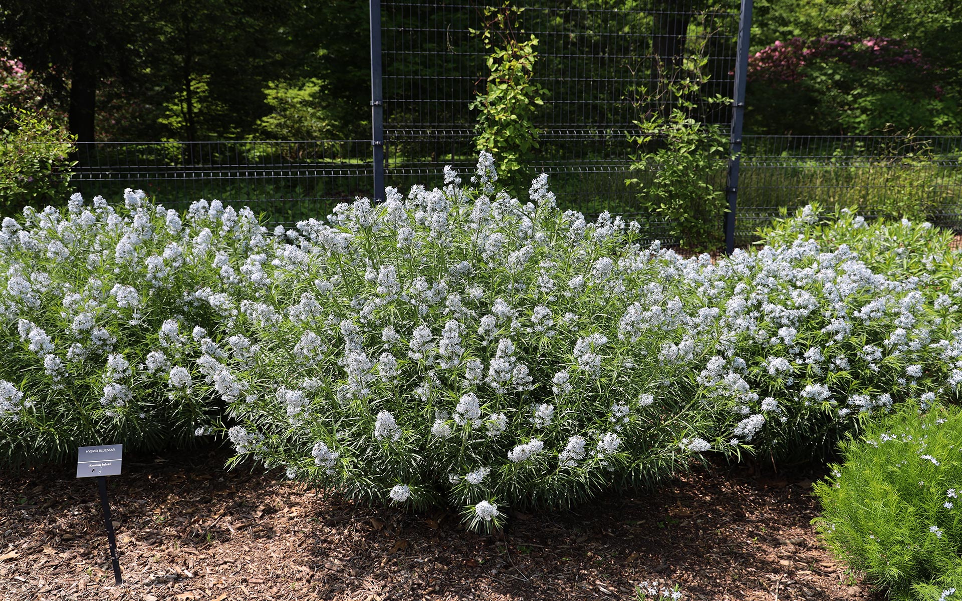 Mt. Cuba Center | Hubricht's Bluestar - Mt. Cuba Center