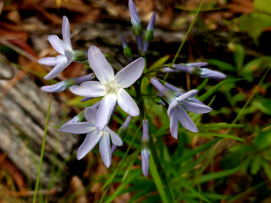 Fringed bluestar - Florida Wildflower Foundation