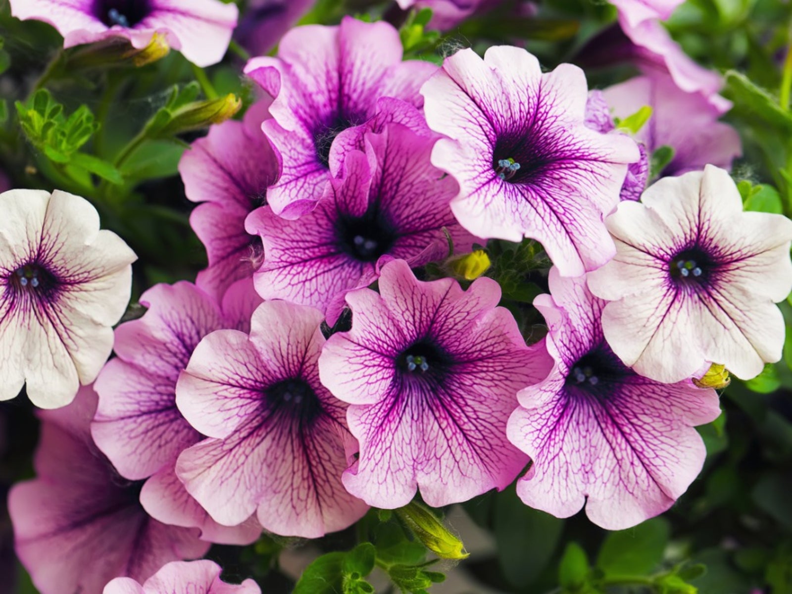 5 Tips for Growing Giant Petunias