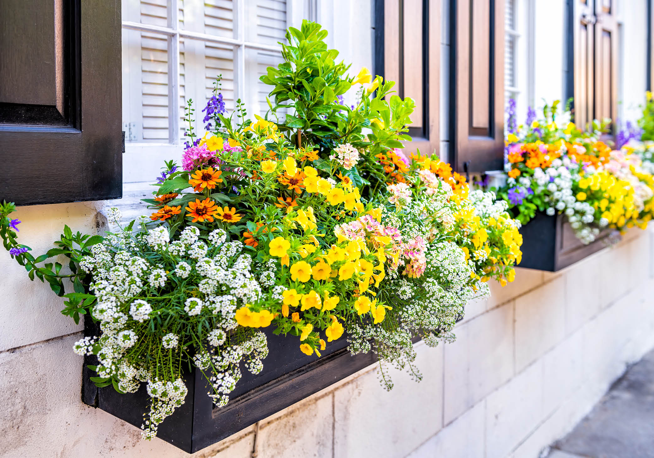 Transform Small Spaces: Stunning Window Gardens for Every Home