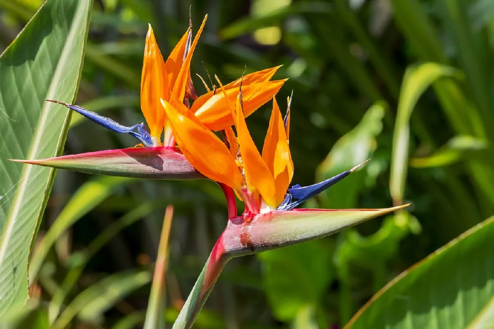 Bird of Paradise for Sale - Buying & Growing Guide - Trees.com