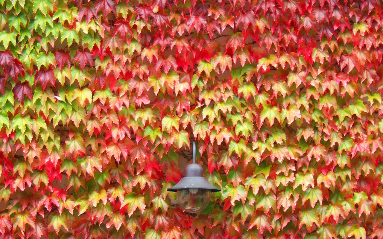 Boston Ivy - The Good Earth Garden Center