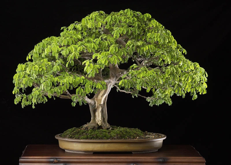 Care guide for the Brazilian rain tree (Pithecellobium tortum) - Bonsai  Empire