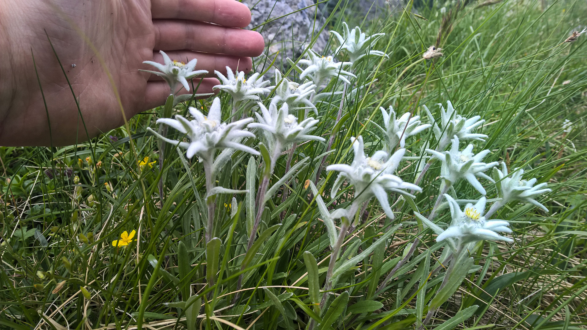 The Edelweiss in Romania, the star of the Carpathians - Outdoor Holidays