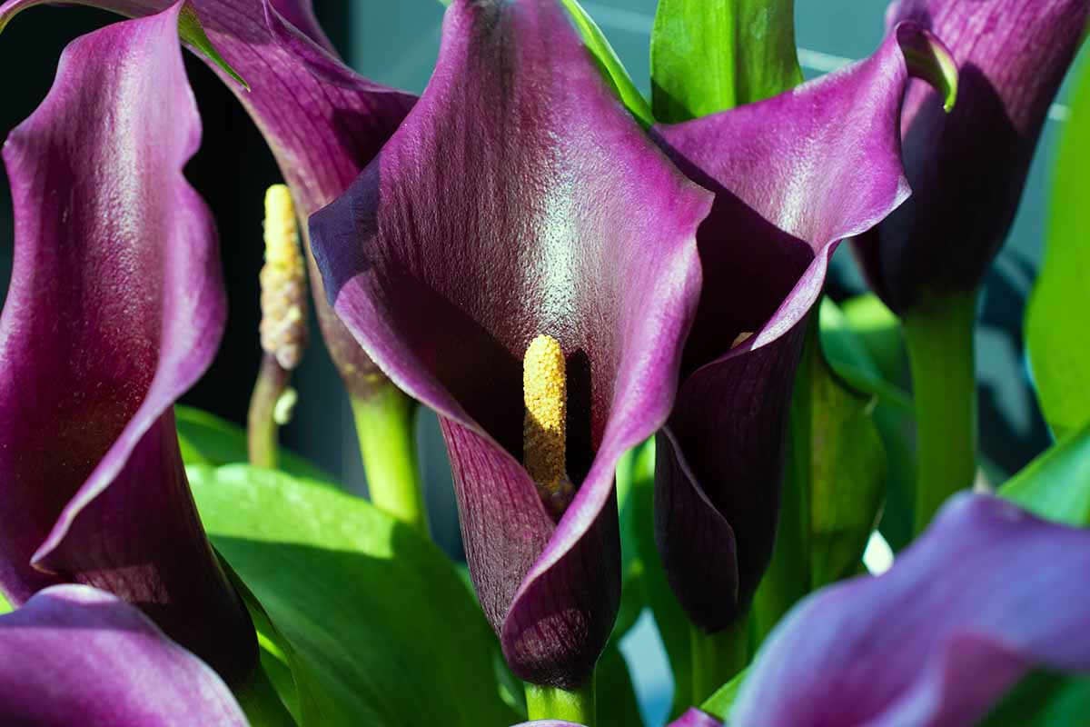 Easy Fixes for Calla Lilies That Won't Bloom | Gardener's Path