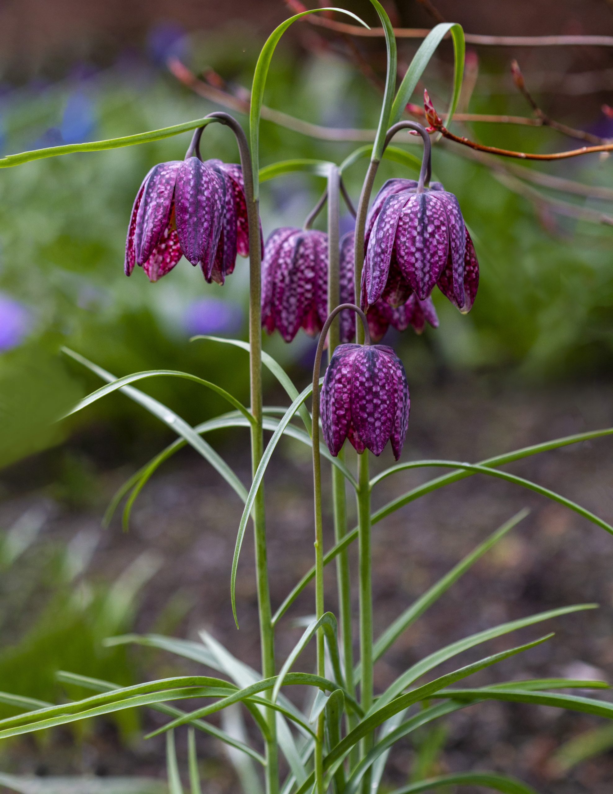 Checkered Lily - Calgary Horticultural Society