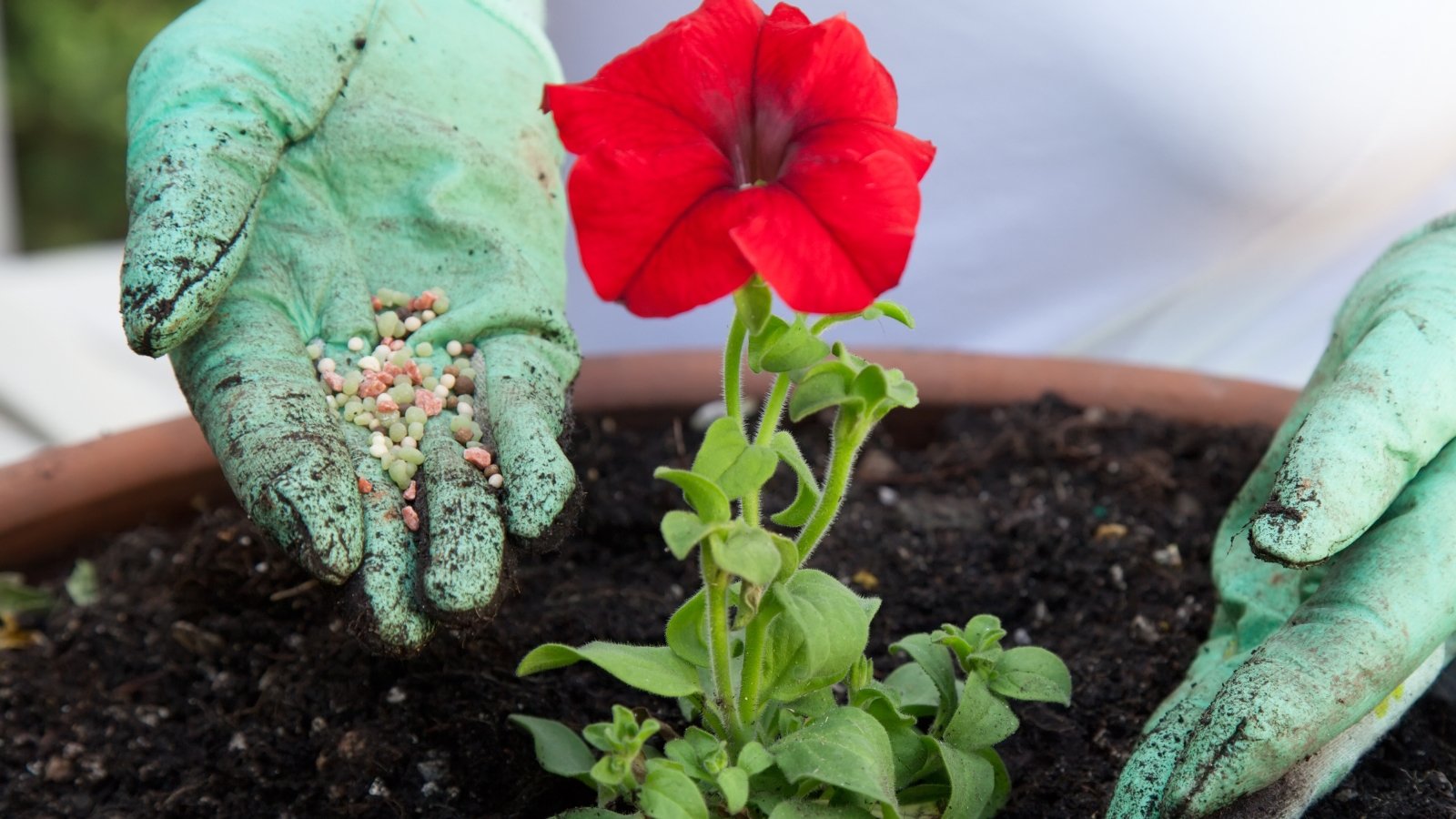 5 Secrets for Growing Massive Petunias