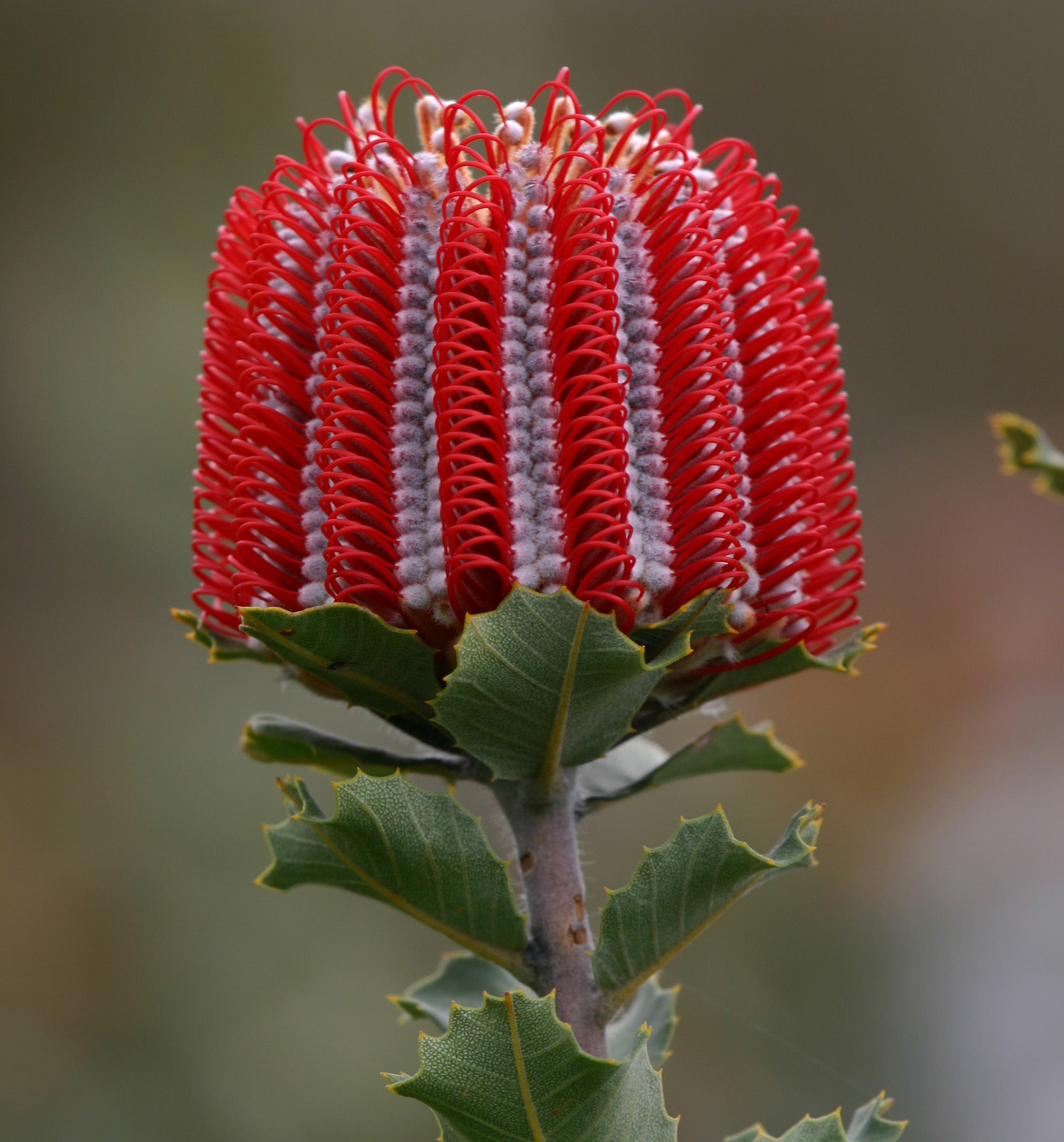 Banksia coccinea - Banksia Coccinea for sale