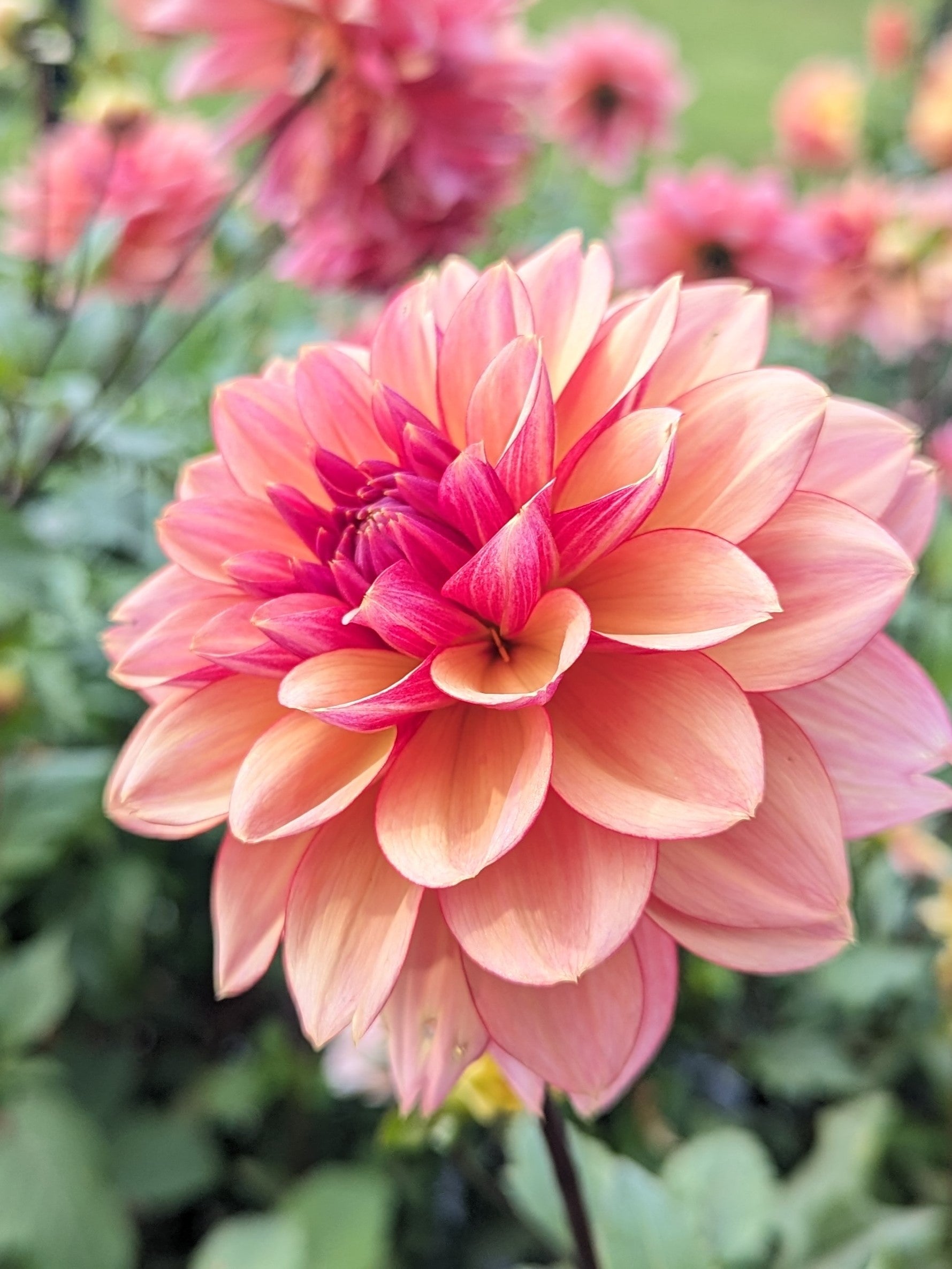 Coseytown First Bloom Dahlia – Coseytown Flowers