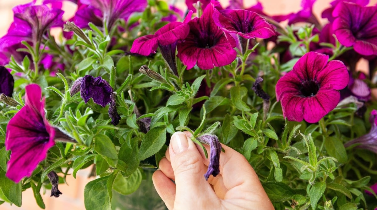 How to Prune Petunias in 7 Simple Steps