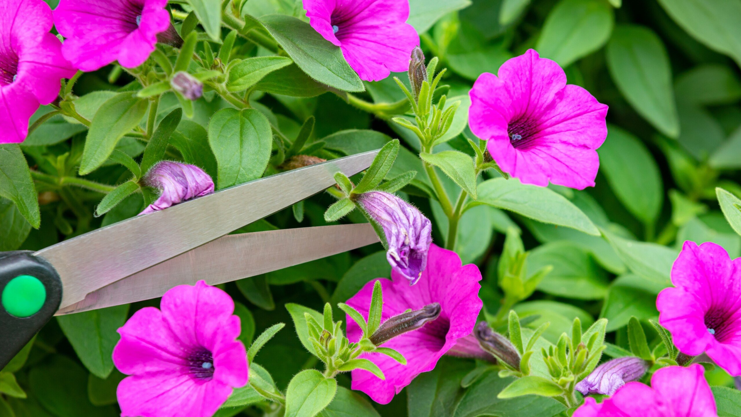 How to Prune Petunias in 7 Simple Steps