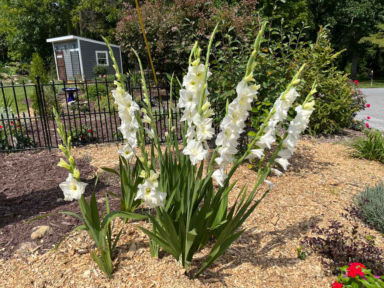 How to Plant Gladiolus Bulbs - Eden Brothers Planting Guides