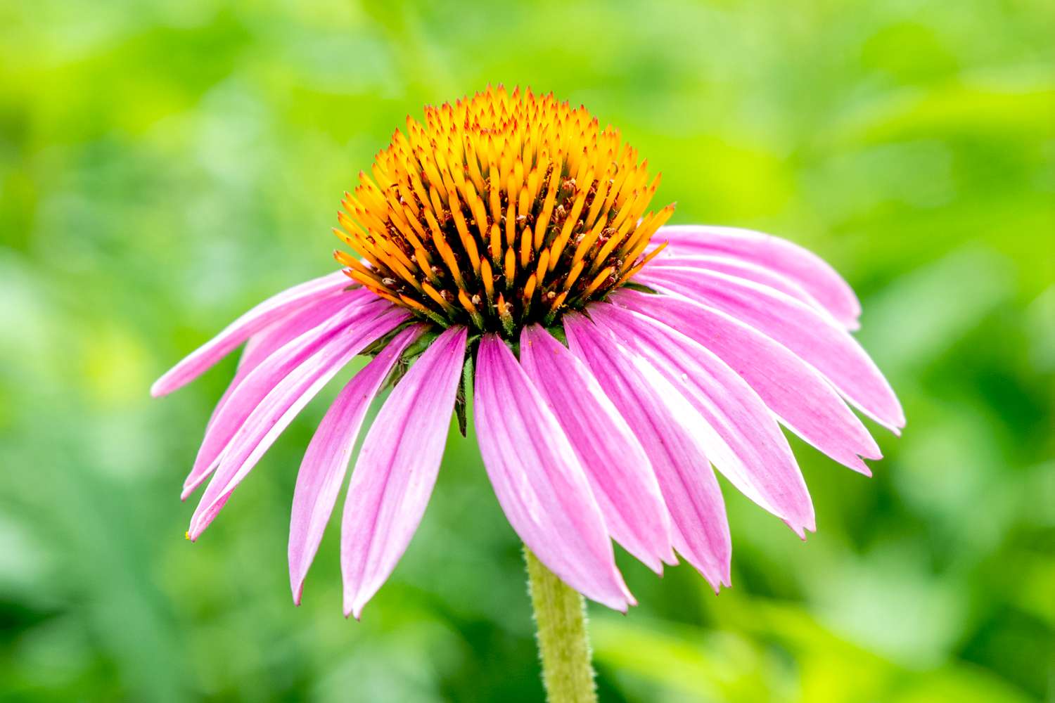 How To Grow And Care For Coneflower