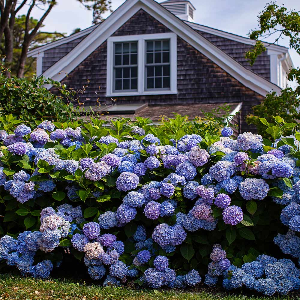 Endless Summer® The Original Reblooming Hydrangea Shrubs for Sale |  FastGrowingTrees.com