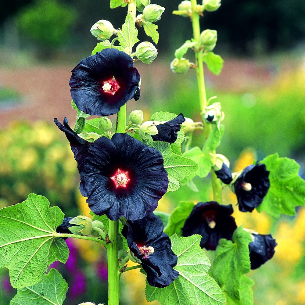 Hollyhock 'Black Knight' - Seeds | Suttons