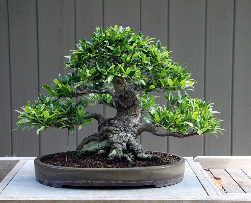 Mastering Bonsai: The Best Tree Species for Every Climate