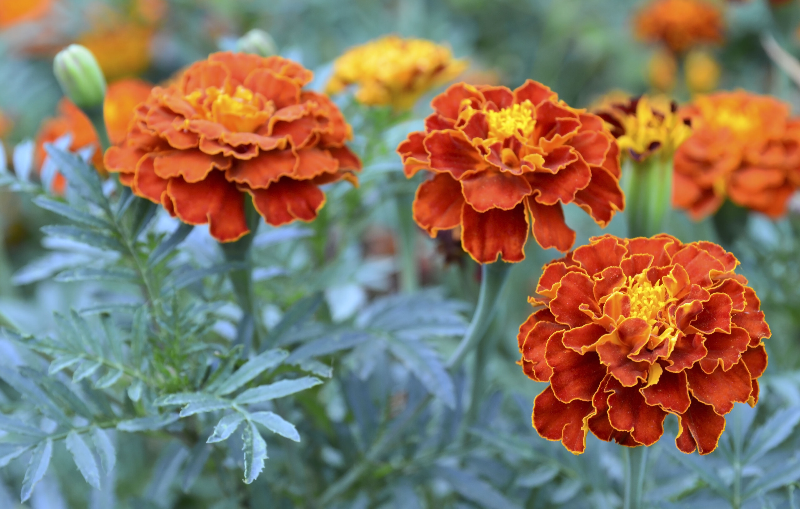 Master Gardener: French marigolds easy to grow, beautiful, yield for many  seasons - InMaricopa